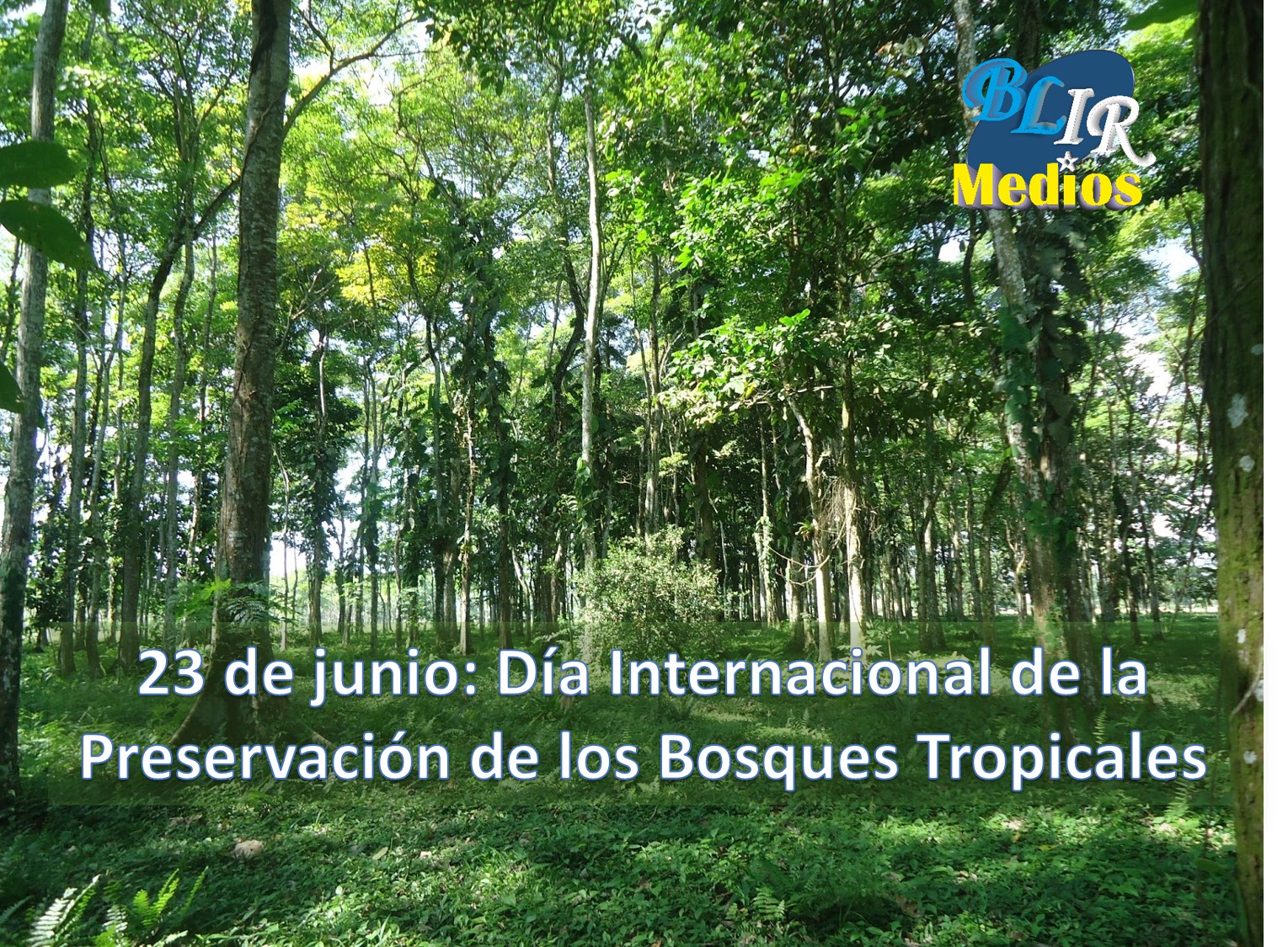 23 De Junio Dia Internacional De La Preservacion De Los Bosques